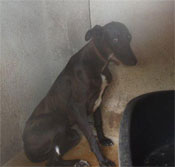 Mishandeling greyhound