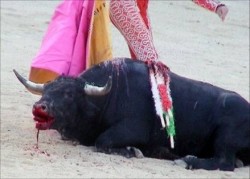 Stier gedood in stierengevecht